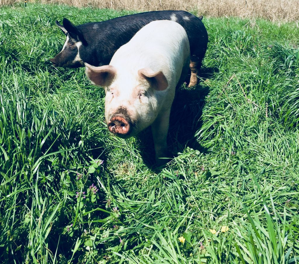 Pigs on pasture.